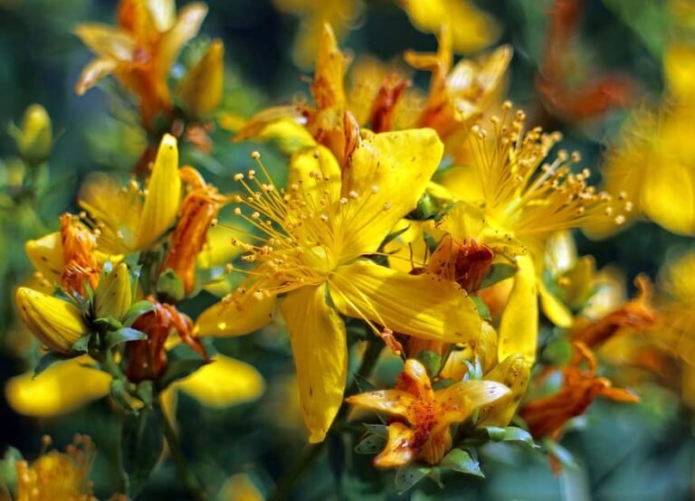 Close-up of St. John’s wort flowers showcasing bright yellow petals and long clustered stamens with a soft green blurred background